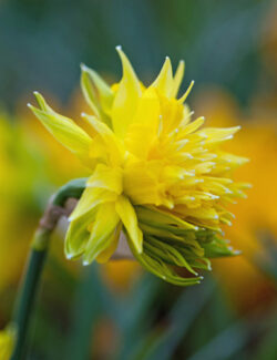 Botanical Narcissus Rip van Winkle