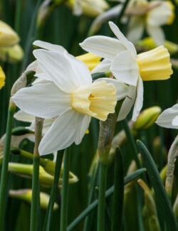 Botanical Narcissus Sailboat
