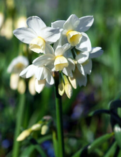 Botanical Narcissus Silver Chimes