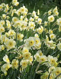 Botanical Narcissus Sun Disc
