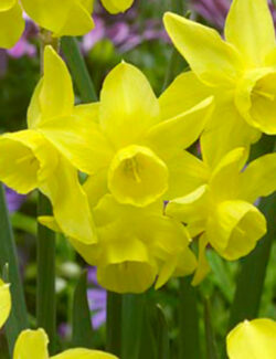 Botanical Narcissus Sunlight Sensation