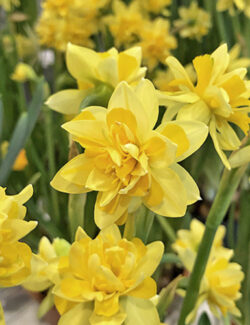 Botanical Narcissus Tete Bouclé