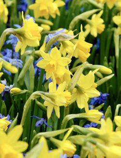 Botanical Narcissus Tête-à-Tête