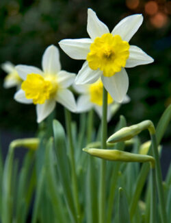 Botanical Narcissus Topolino
