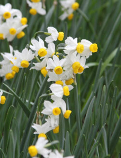 Botanical Narcissus canaliculatus