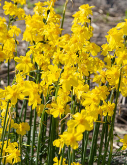 Botanical Narcissus cordubensis