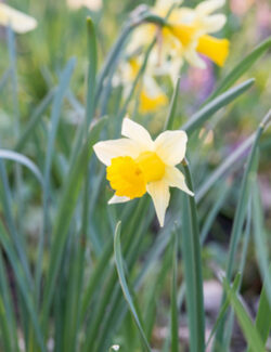 Botanical Narcissus lobularis