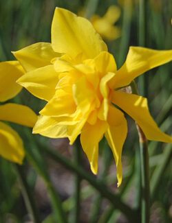 Botanical Narcissus odorus plenus