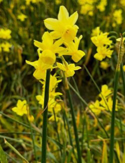 Botanical Narcissus Angels Breath