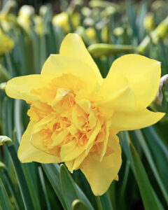 Double Narcissus Dick Wilden