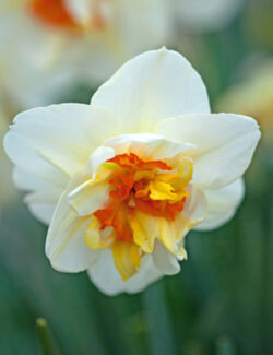 Double Narcissus Flowerdrift