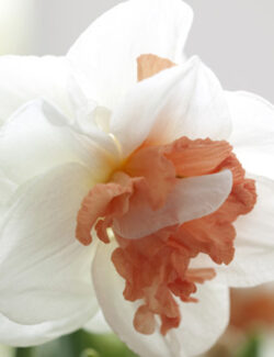Double Narcissus My Story