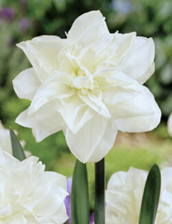 Double Narcissus Obdam