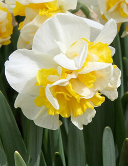 Double Narcissus Westward