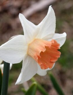 Large Cupped Narcissus Accent