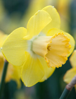 Large Cupped Narcissus Avalon