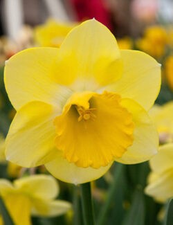 Large Cupped Narcissus Cairngorm