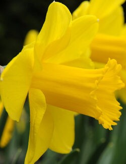 Large Cupped Narcissus Carlton