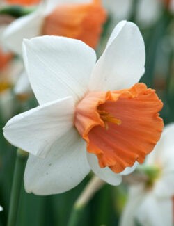 Large Cupped Narcissus Chromacolor