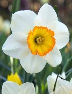 Large Cupped Narcissus Flower Record
