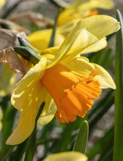 Large Cupped Narcissus Fortissimo