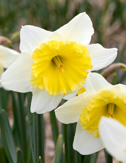 Large Cupped Narcissus Ice Follies