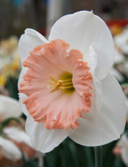 Large Cupped Narcissus Mon Cheri