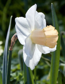 Large Cupped Narcissus Salome
