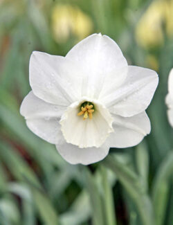 Large Cupped Narcissus Stainless