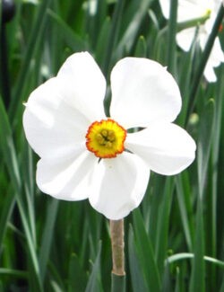 Small Cupped Narcissus Actaea