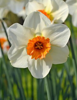 Small Cupped Narcissus Barrett Browning