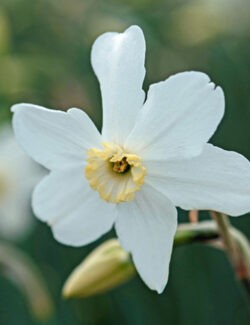 Small Cupped Narcissus Polar Ice