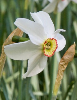 Small Cupped Narcissus recurvus