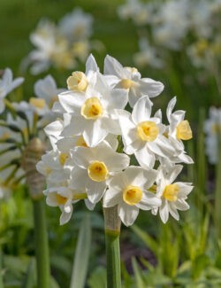 Tazetta Narcissus Avalanche