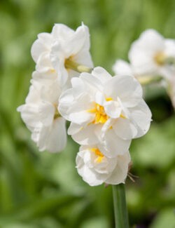 Tazetta Narcissus Bridal Crown