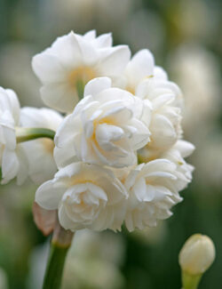 Tazetta Narcissus Cheerfulness