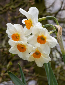 Tazetta Narcissus Geranium