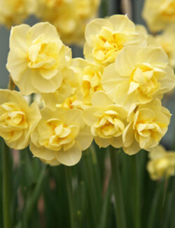 Tazetta Narcissus Yellow Cheerfulness