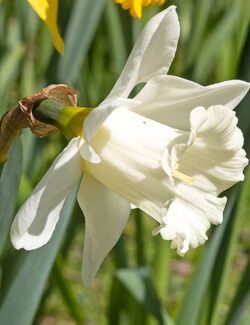 Trumpet Narcissus Mount Hood