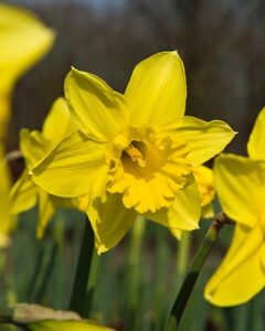Trumpet Narcissus Standard Value