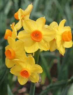Indoor Narcissus Grand Soleil d'Or
