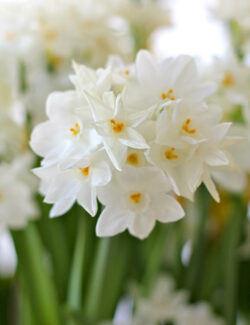 Indoor Narcissus Paperwhite