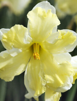 Split Corona Narcissus Belcanto