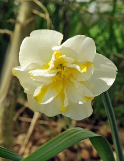 Split Corona Narcissus Lemon Beauty