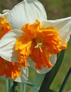 Split Corona Narcissus Orangery