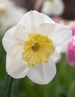 Split Corona Narcissus Papillon Blanc
