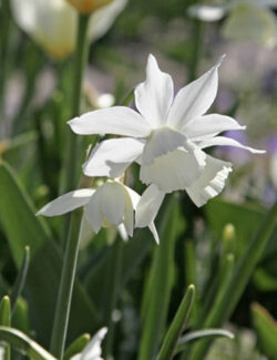 Botanical Narcissus triandrus Thalia