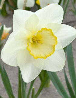 Large Cupped Narcissus Frosty Snow