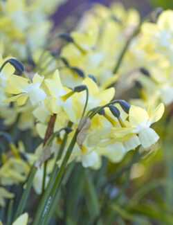 Botanical Narcissus Moonlight Sensation