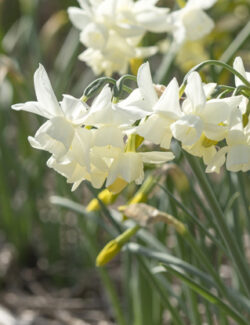 Botanical Narcissus Starlight Sensation